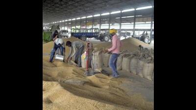 The food and civil supplies department, Punjab, has sought approval to raise a CCL limit of  ₹29,500 crore to procure from the minister of food and public distribution for the procurement of estimated 135 lakh tonnes of paddy in the upcoming rabi marketing season. (HT File Photo)