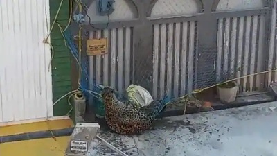 The Forest Department teams struggled for hours to tranquilize the leopard, which was captured on Friday evening after almost eight hours. (SOURCED) The Forest Department teams struggled for hours to tranquilize the leopard, which was captured on Friday evening after almost eight hours. (SOURCED)