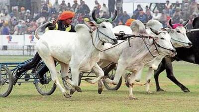 Posters regarding the bullock cart race in Mundian were pasted and being circulated in villages for the past one month and participants and locals had gathered at the spot on Friday morning. (HT file photo) Posters regarding the bullock cart race in Mundian were pasted and being circulated in villages for the past one month and participants and locals had gathered at the spot on Friday morning. (HT file photo)