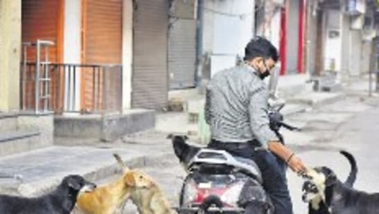 Feeding community dogs is a contentious issue in residential areas across the Capital. (HT Archive)