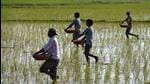 Under PM-KISAN, the government provides income support of <span class='webrupee'>₹</span>6,000 a year to every landowning farmer with a valid enrolment, paid in three equal cash transfers of <span class='webrupee'>₹</span>2,000 once every four months. The scheme was launched on February 24, 2019. (REUTERS) Under PM-KISAN, the government provides income support of <span class='webrupee'>₹</span>6,000 a year to every landowning farmer with a valid enrolment, paid in three equal cash transfers of <span class='webrupee'>₹</span>2,000 once every four months. The scheme was launched on February 24, 2019. (REUTERS)