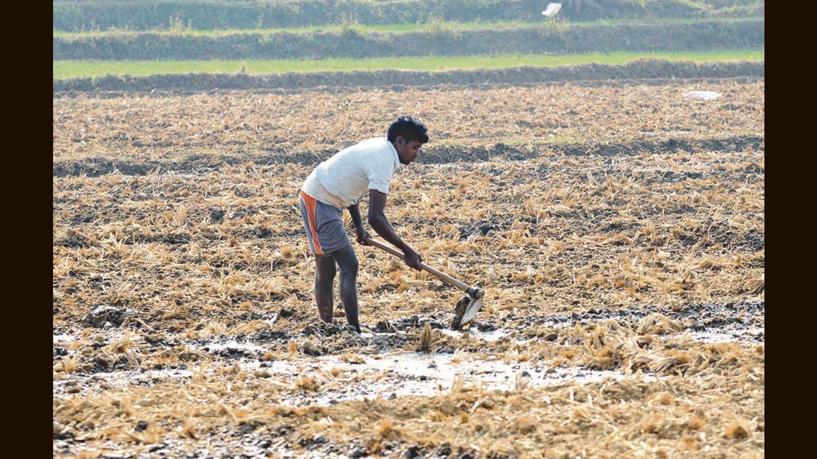 Hindistan, Ukrayna krizinin ortasında küresel buğday kıtlığını kapatmak için müdahale ediyor |  Hindistan son haberler