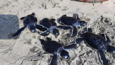Volunteers discovered the nest earlier this year, on January 5, and have since been waiting keenly to watch hatchlings emerge. By 4pm, all 74 hatchlings which emerged from the nest had swum off into the sea. (Mohan Kurapati) Volunteers discovered the nest earlier this year, on January 5, and have since been waiting keenly to watch hatchlings emerge. By 4pm, all 74 hatchlings which emerged from the nest had swum off into the sea. (Mohan Kurapati)