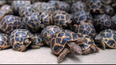 Nearly 205 tortoises, including those of an endangered species, were seized from a Delhi-bound train by the Government Railway Police (GRP) at Narkatiaganj railway station in West Champaran district. (HT FILE PHOTO.)