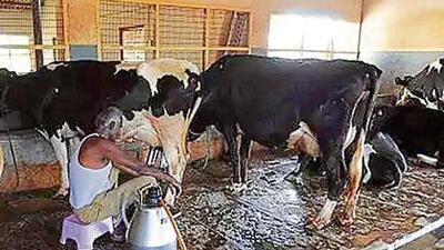 The bovine population in UP has been put at around 5.20 crore. (SOURCED IMAGE )