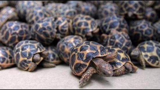 205 tortoises seized from a train in Bihar’s West Champaran | Latest ...