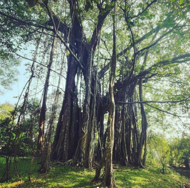 The @goabanyanproject on Instagram has tagged over 300 banyan trees in Goa, including this one at the Postcard Velha hotel, submitted by Hina Saiyada. The @goabanyanproject on Instagram has tagged over 300 banyan trees in Goa, including this one at the Postcard Velha hotel, submitted by Hina Saiyada.