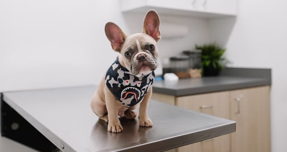 The full range of puppy vaccinations begin from as early as 6-8 weeks of age, and should be completed within 12-16 months of age, after which, the booster doses usually start, most of them once in a year. (Unsplash)