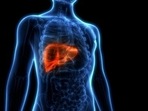 Study examines how chronic liver injury causes bone loss(Twitter/This_Life_Mag) Study examines how chronic liver injury causes bone loss(Twitter/This_Life_Mag)