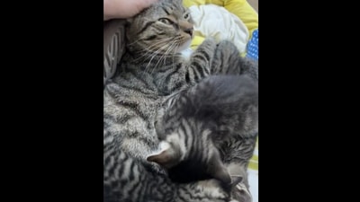 Screengrab from the Instagram video showing the mother cat nursing her kittens next to her human.&nbsp; (instagram/@sophialorange)