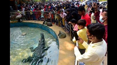 According to data, from February 10 to March 5, the zoo had 1,62,142 visitors and generated revenue of ₹62,68,200 from the entry fees, which is ₹50 per person (Anshuman Poyrekar/HT FILE) According to data, from February 10 to March 5, the zoo had 1,62,142 visitors and generated revenue of ₹62,68,200 from the entry fees, which is ₹50 per person (Anshuman Poyrekar/HT FILE)