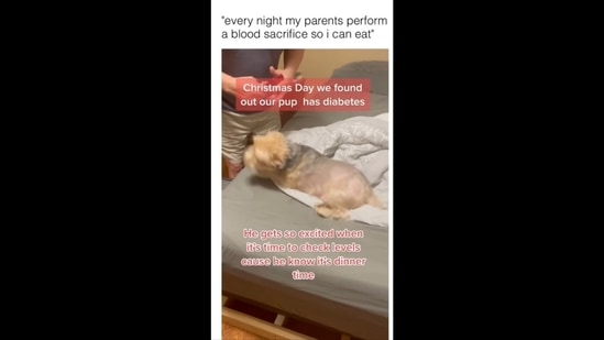 A screengrab of the video of the dog getting its sugar level checked. (dog/Instagram)