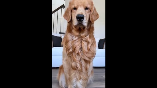 Short Haired Golden Retriever: Things To Know! - The Retriever Expert