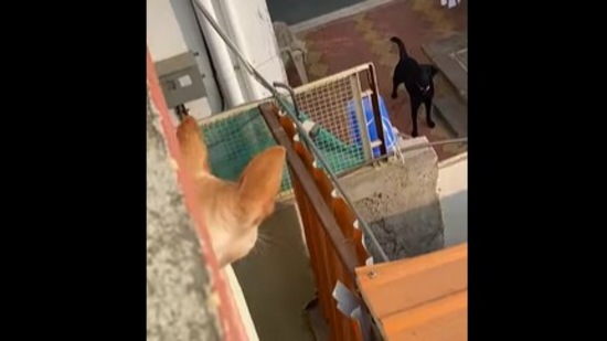 Screengrab from the video showing Chinu the dog looking at her ‘cute neighbour.’&nbsp; (instagram/@chinu._indiedogworld)
