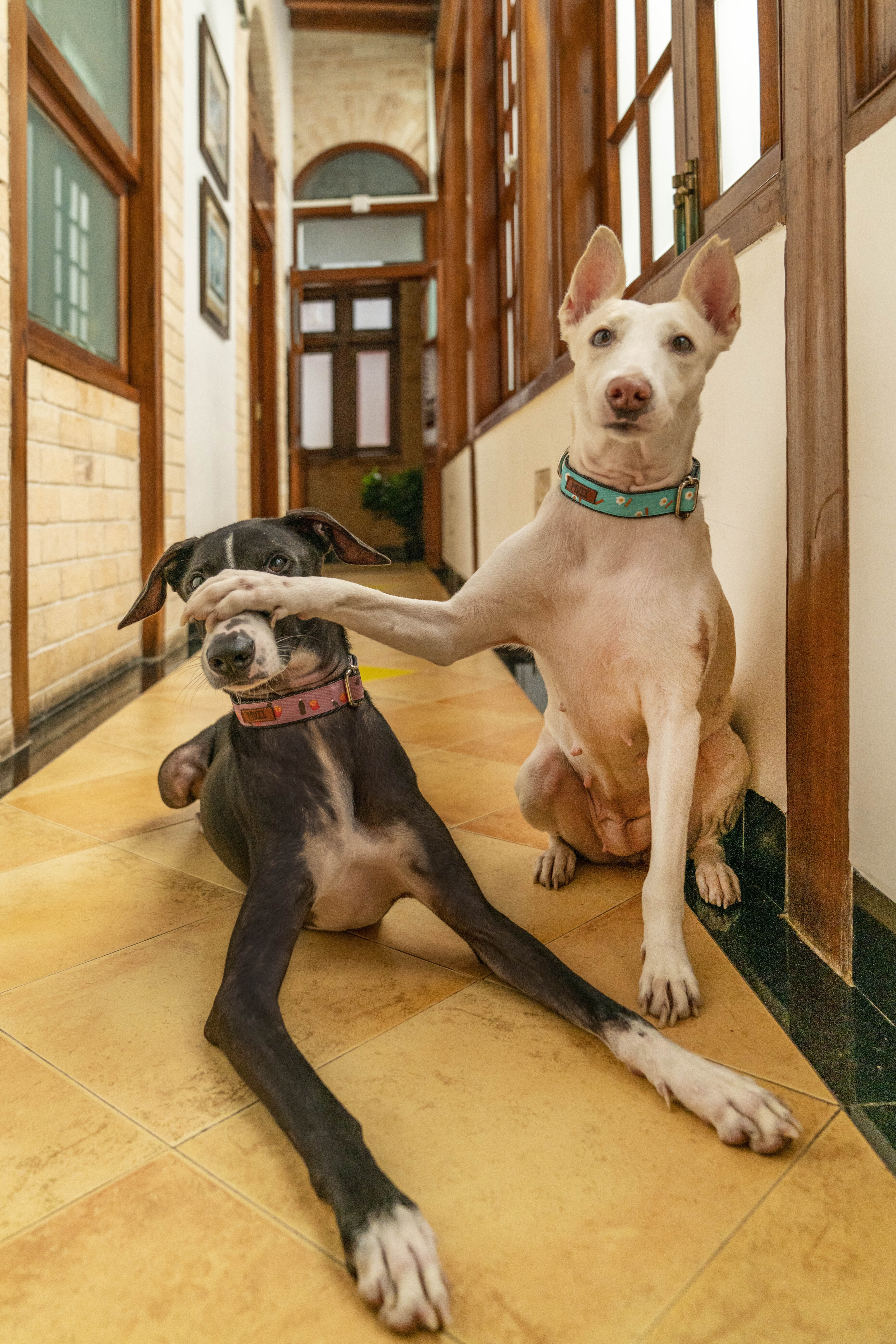 The image shows two doggo siblings. (Prathima Pingali) The image shows two doggo siblings. (Prathima Pingali)