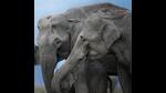 Photographer Aarzoo Khurana captures a happy elephant family Photographer Aarzoo Khurana captures a happy elephant family