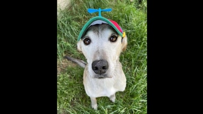 An image showing Marv the senior doggo wearing his propeller hat. (instagram/@weratedogs) An image showing Marv the senior doggo wearing his propeller hat. (instagram/@weratedogs)