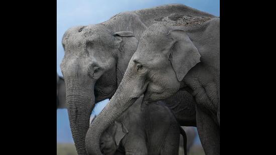 Photographer Aarzoo Khurana captures a happy elephant family