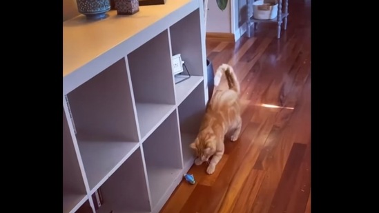 A screengrab from the video of a blind cat playing with its toys. (cats_of_instagram/Instagram )