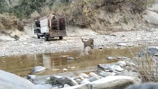 A screengrab of the video of a leopard being released into the wild by forest department officials. (@rameshpandeyifs/Twitter)