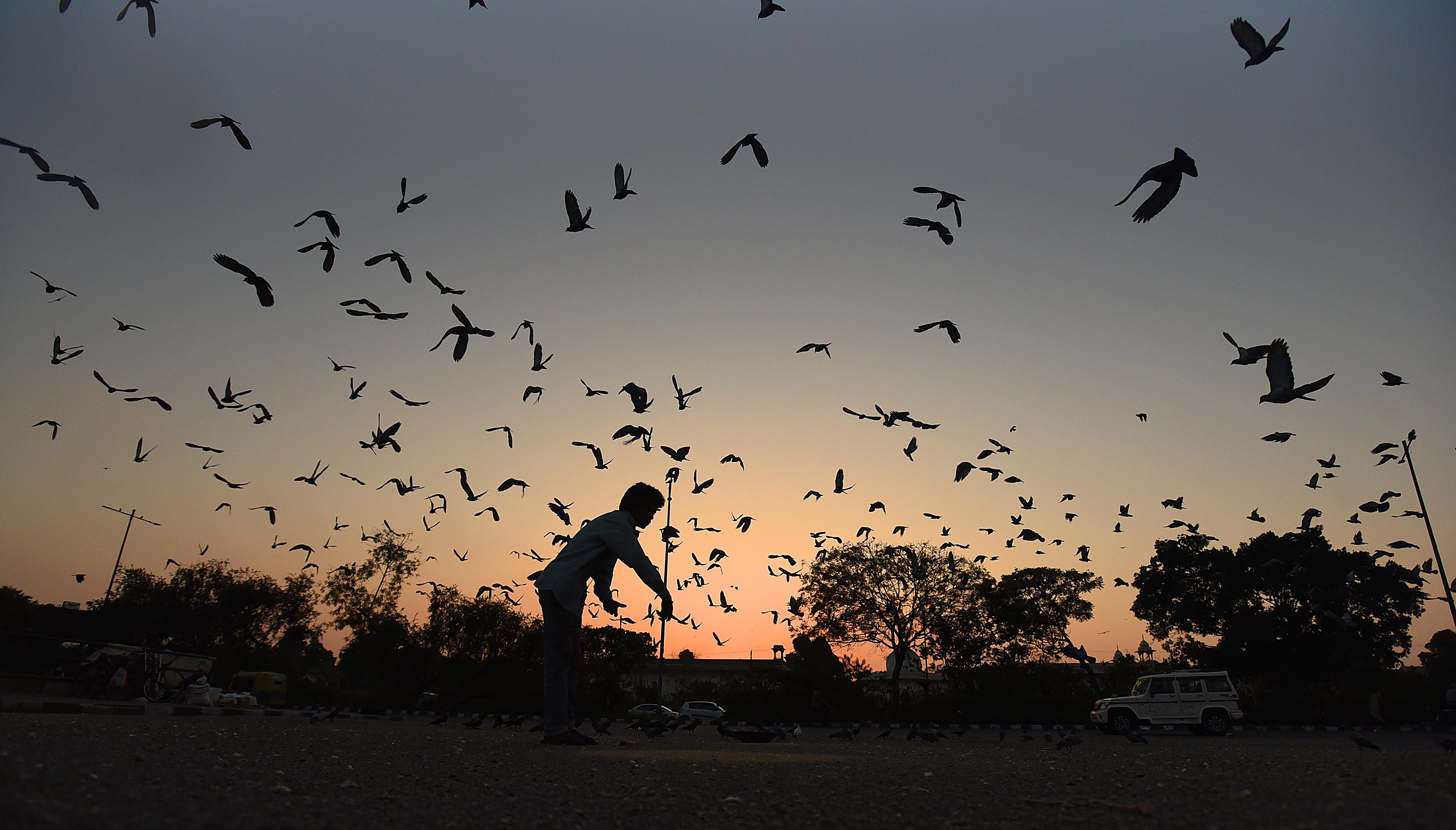 A man feeds pigeons at Rajghat. Najafgarh was Delhi’s warmest spot on Monday, with a daytime temperature of 31.1°C. (Raj K RajHT) A man feeds pigeons at Rajghat. Najafgarh was Delhi’s warmest spot on Monday, with a daytime temperature of 31.1°C. (Raj K RajHT)