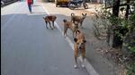 The MoH heads a number of important functional areas, including sanitation, solid waste management, stray dog management, including dog sterilisation, cattle pounds, and prevention and management of diseases like dengue. (HT) The MoH heads a number of important functional areas, including sanitation, solid waste management, stray dog management, including dog sterilisation, cattle pounds, and prevention and management of diseases like dengue. (HT)