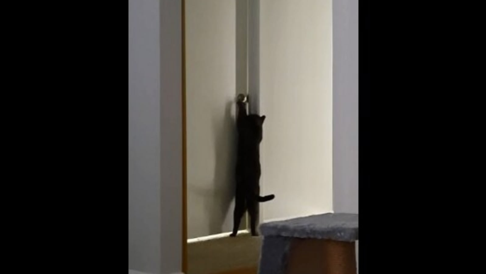 Cat pulls down door handle and opens it with ease. Watch Trending