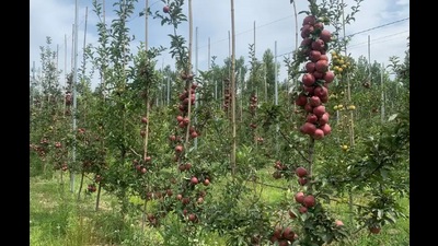The initiative will be launched by local apple growers along with Pune-based NGO Sarhad. It is aimed to boost tourism besides providing employment opportunities to Kashmiri youth. (HT File)