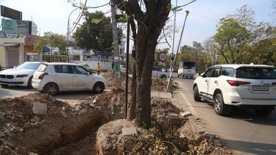 The Greater Mohali Area Development Authority (GMADA) has allotted the work to Singla Constructions that has begun transplantation of nearly 220 trees at green belts to clear land for the project. (Sanjeev Sharma/HT) The Greater Mohali Area Development Authority (GMADA) has allotted the work to Singla Constructions that has begun transplantation of nearly 220 trees at green belts to clear land for the project. (Sanjeev Sharma/HT)