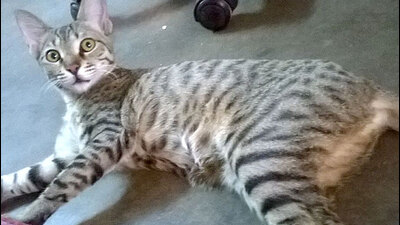 The Pune Municipal Corporation (PMC) has announced a cat sterilisation programme which will begin soon. (HT FILE PHOTO)