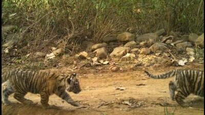 Two new cubs were spotted at the Sariska Tiger Reserve in Rajasthan (Image captured in trap cameras)