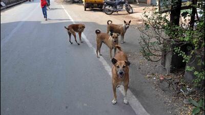 The MoH heads a number of important functional areas, including sanitation, solid waste management, stray dog management, including dog sterilisation, cattle pounds, and prevention and management of diseases like dengue. (HT) The MoH heads a number of important functional areas, including sanitation, solid waste management, stray dog management, including dog sterilisation, cattle pounds, and prevention and management of diseases like dengue. (HT)