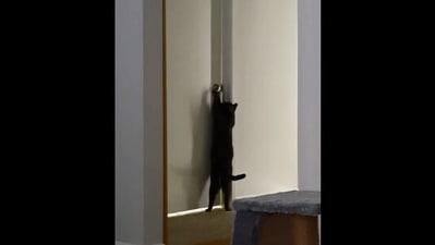 The image, taken from the Reddit video, shows the cat standing in front of the door. (Reddit/@SirBizzyD)