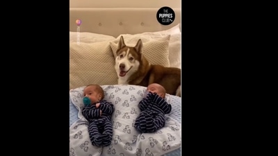 A screengrab of the video of a Husky dog acting like a big brother to its human's twins. (puppies.club/Instagram) A screengrab of the video of a Husky dog acting like a big brother to its human's twins. (puppies.club/Instagram)