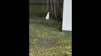 The image, taken from the video posted on Instagram, shows the pooch that snuck into neighbour’s backyard and got scared of their dog. (TikTok/staarlite)