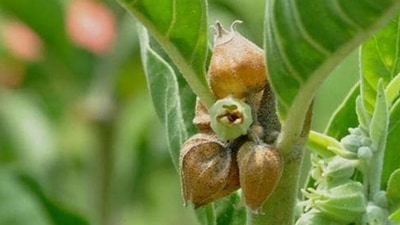 Few ayurvedic herbs that work well for joint pain are Shallaki, Ashwagandha, Nirgundi, Rasna, Haridra (turmeric), Shunthi (ginger), etc. (HT Photo) Few ayurvedic herbs that work well for joint pain are Shallaki, Ashwagandha, Nirgundi, Rasna, Haridra (turmeric), Shunthi (ginger), etc. (HT Photo)