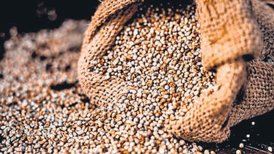 PAU plant breeding department researcher Ruchika Bhardwaj developed the wonder millet. (Shutterstock)