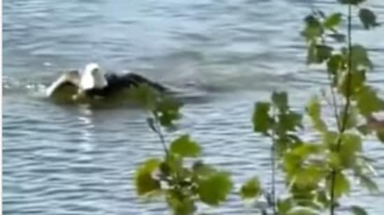 Bald eagle catches fish in water, brings it to shore. Watch ...