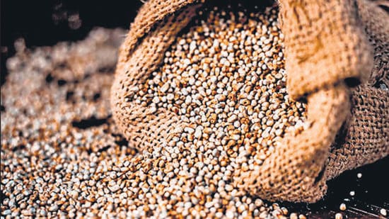 PAU plant breeding department researcher Ruchika Bhardwaj developed the wonder millet. (Shutterstock)