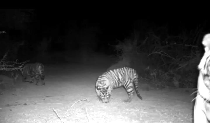 In Ranthambore Tiger Reserve, 2 cubs born to a nine-year-old tigress T-79 were spotted in camera traps.