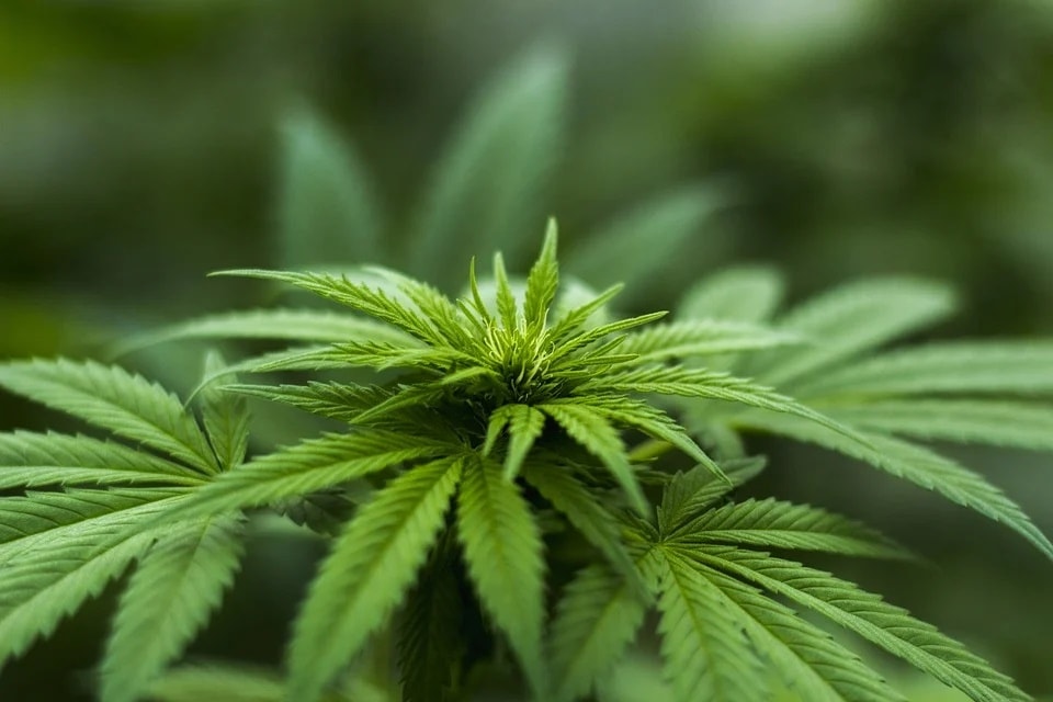 Bhang plant was discovered in Himalayas and also finds mention in vedas as one of the five sacred plants. (Pixabay) Bhang plant was discovered in Himalayas and also finds mention in vedas as one of the five sacred plants. (Pixabay)