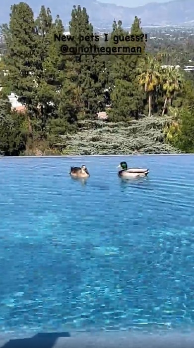 Priyanka Chopra shares a video with her new pet ducks on Instagram.