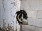 The image, shared on Facebook, shows the skunk hanging upside down that was saved after the dog found it. The image, shared on Facebook, shows the skunk hanging upside down that was saved after the dog found it.