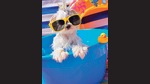 To kick start summer, pet clubs and boardings in Gurugram, are planning various events for both humans and their furry babies where they will have pool parties with live cooking counters making fresh meals for both. (Photo: Shutterstock) To kick start summer, pet clubs and boardings in Gurugram, are planning various events for both humans and their furry babies where they will have pool parties with live cooking counters making fresh meals for both. (Photo: Shutterstock)