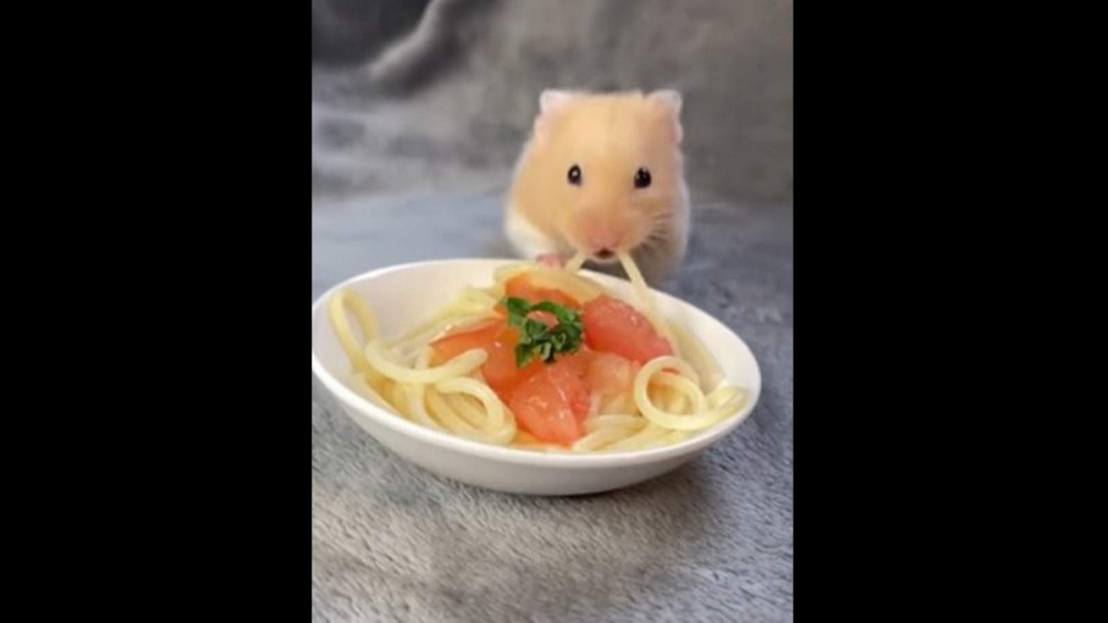 Cute hamster's first time eating spaghetti might make you crave for some.  Watch | Trending - Hindustan Times