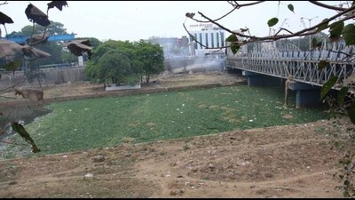 The Mutha river is seen covered in water hyacinth near Dengale Bridge. (Ravindra Joshi/HT PHOTO) The Mutha river is seen covered in water hyacinth near Dengale Bridge. (Ravindra Joshi/HT PHOTO)