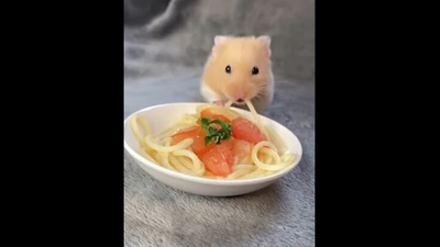 The Instagram video shows how a hamster enjoys some spaghetti for the first time. (instagram/@thehamsterstation) The Instagram video shows how a hamster enjoys some spaghetti for the first time. (instagram/@thehamsterstation)