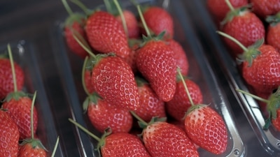Strawberries contain Vitamin C which helps in prevention of several illnesses, Strawberries also contain several anti-inflammatory enzymes and antioxidants which help in losing weight and boosting digestion. (Soichiro Koriyama/Bloomberg) Strawberries contain Vitamin C which helps in prevention of several illnesses, Strawberries also contain several anti-inflammatory enzymes and antioxidants which help in losing weight and boosting digestion. (Soichiro Koriyama/Bloomberg)