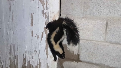 The image, shared on Facebook, shows the skunk hanging upside down that was saved after the dog found it. (Facebook/@Woodlands Wildlife Sanctuary) The image, shared on Facebook, shows the skunk hanging upside down that was saved after the dog found it. (Facebook/@Woodlands Wildlife Sanctuary)