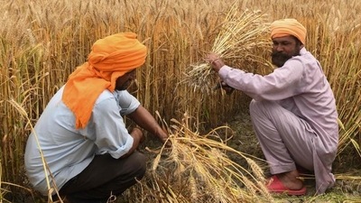 Farmers harvest wheat crops on the outskirts of Amritsar. (AFP/File) Farmers harvest wheat crops on the outskirts of Amritsar. (AFP/File)